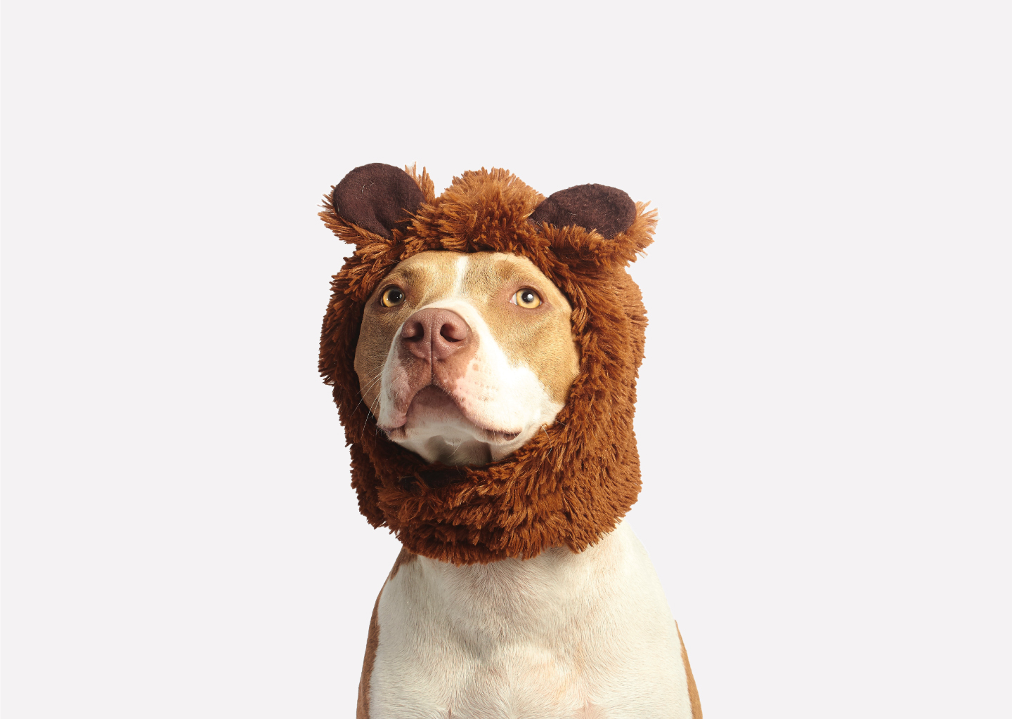 boxer pup in a plush bear hat