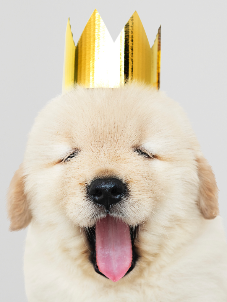 beige fluffy puppy wearing a paper crown
